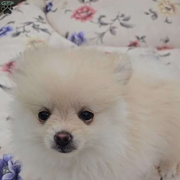 Eric, Pomeranian Puppy